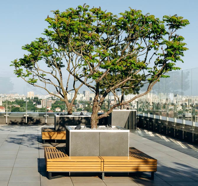 Arbre sur une terrasse d'un hôtel